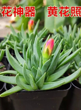 开花多肉黄花照波红花奔龙植物组合开花盆栽办公室桌面绿植