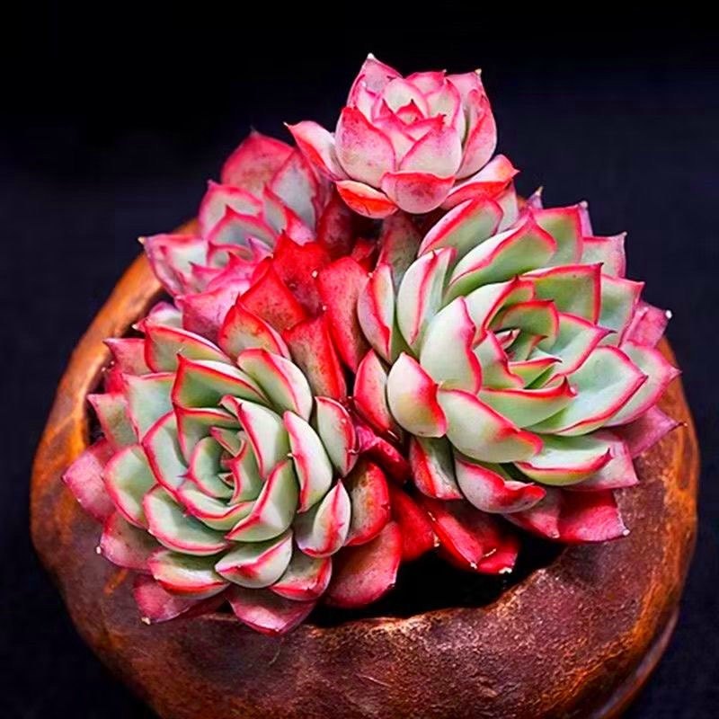 超大月光女神老桩多肉植物稀有贵货品种室内阳台花卉绿植带盆栽好,鲜花速递/花卉仿真/绿植园艺,多肉植物,淘宝优惠券,粉丝福利购,淘宝优惠卷