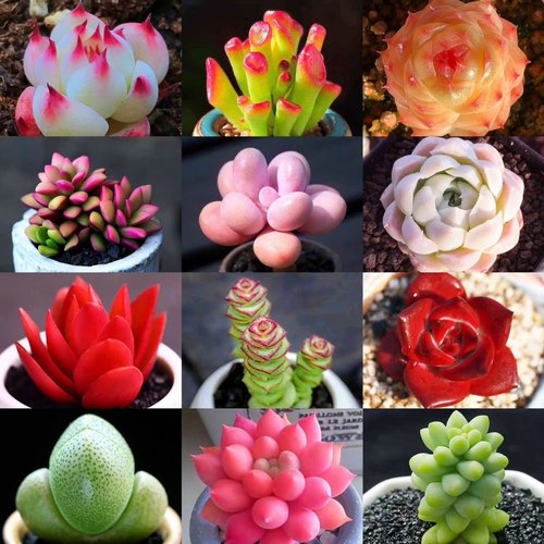 多肉组合桃蛋吉娃娃吸财树元宝系列套餐室内办公室盆栽入门好养活