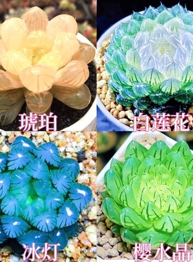 进口白莲花玉露组合琥珀冰灯宝莲灯新款室内办公室创意摆件