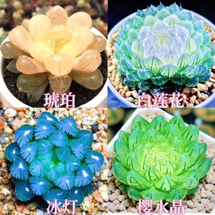 进口白莲花玉露组合琥珀冰灯宝莲灯新款室内办公室创意摆件