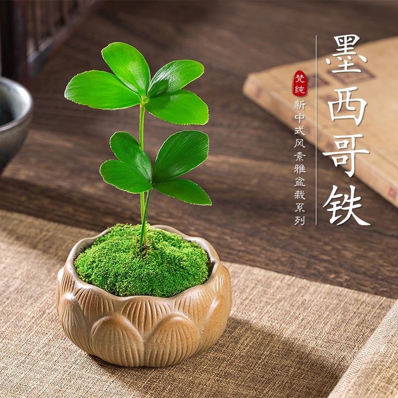 幸运四叶草墨西哥铁树禅意小盆栽室内办公室净化空气创意桌面摆件