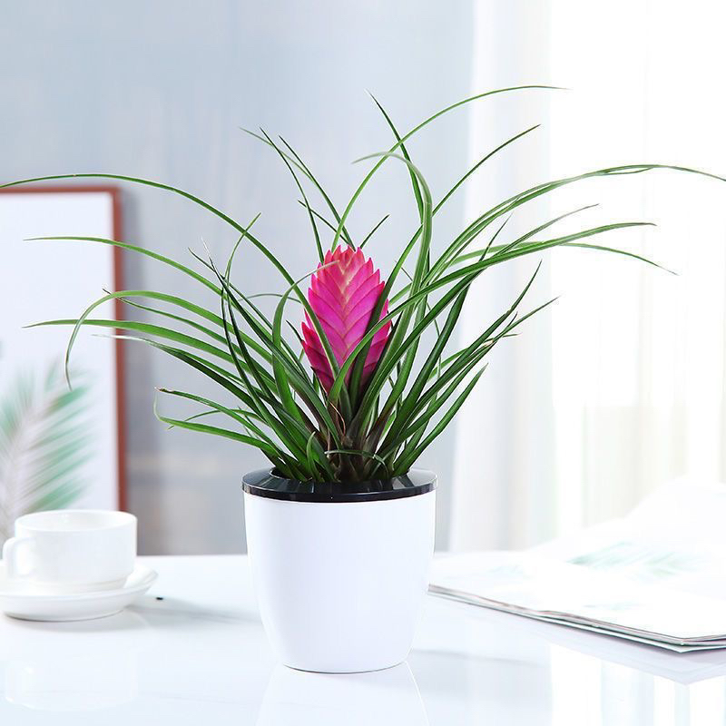 铁兰花带花植物水养开花室内办公室桌面花卉