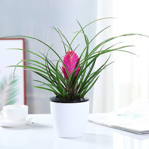 铁兰花带花植物水养开花室内办公室桌面花卉