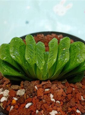 【多肉植物】绿玉扇扇子办公室室内新手花卉小盆栽
