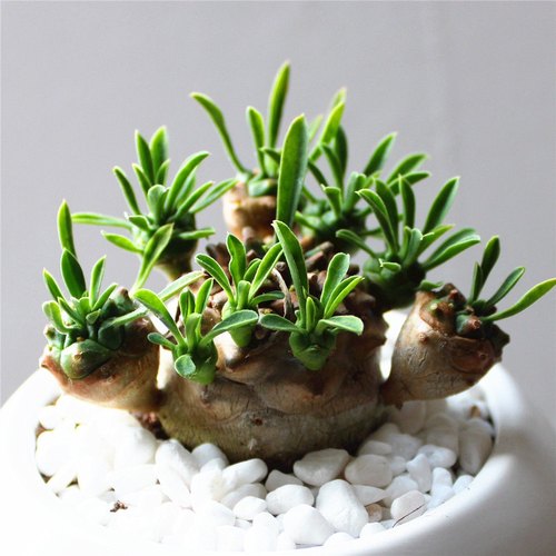 小菠萝峨眉山铁甲麒麟白桦麒麟小萝卜多肉植物桌面盆栽庭院肉肉