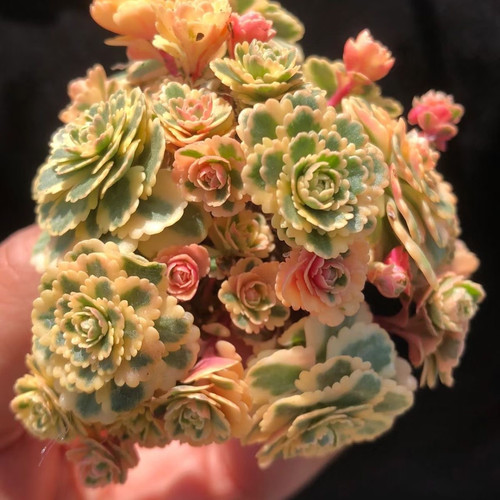 高端货亚特兰蒂斯锦多肉植物好养好看办公室花卉盆栽植物