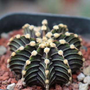 正版 肋骨牡丹实生仙人球稀有肉肉开花美观好养仙人掌多肉盆栽