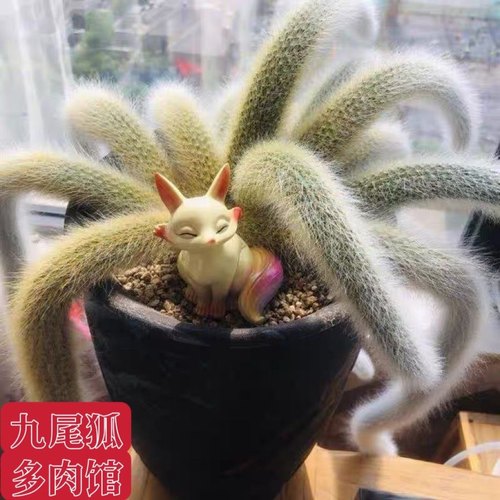 开花九尾狐多肉植物高档盆栽花长毛系列猴尾巴办公室盆栽