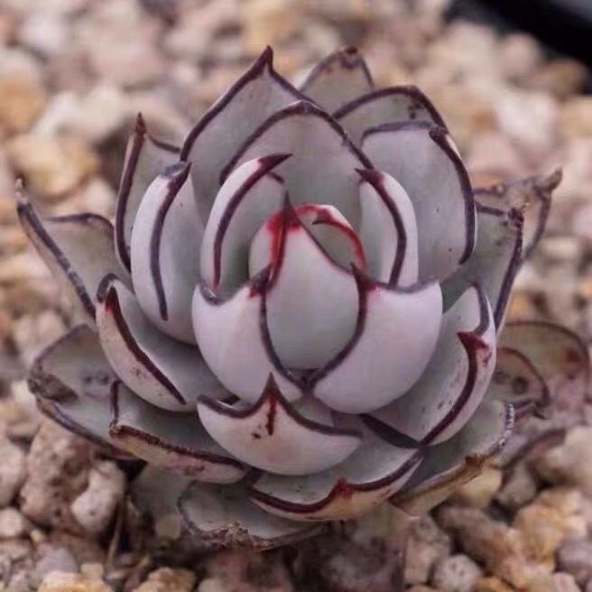 剑司诺娃多肉植物原始剑司诺娃办公室内 好养绿植花卉盆栽图片