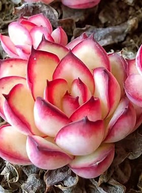 肉酱玫瑰花多肉植物女王麦杆新手花卉盆栽室内好养高颜值办公室