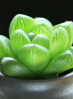 玉露桌面多肉迷你植物办公室内高颜值肉肉绿植新手宿舍花卉