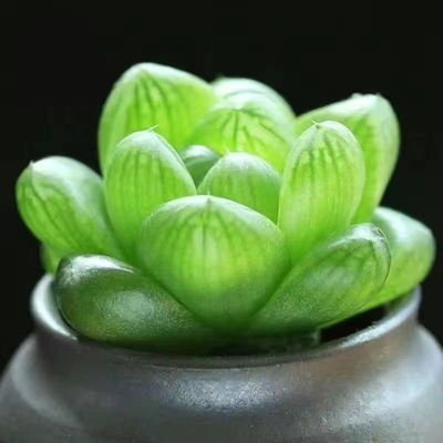 玉露桌面多肉迷你植物办公室内高颜值肉肉绿植新手宿舍花卉