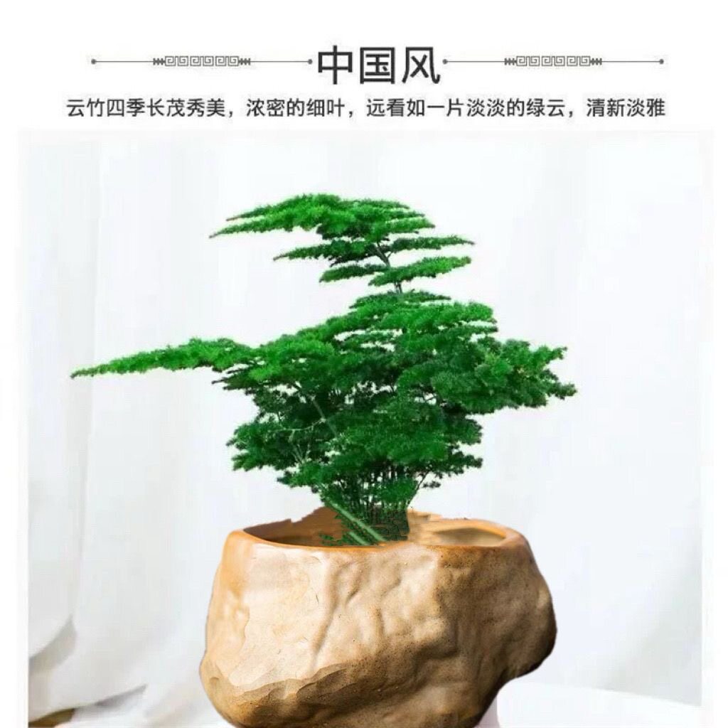 正宗矮生云竹超矮唐山云竹室内客厅茶桌盆景办公室好养盆栽矮文竹