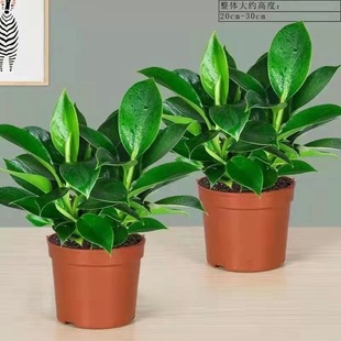 大叶金钻盆栽室内绿植办公室内客厅常绿萝水培土培