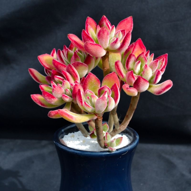 锦晃星多肉植物红兔耳老桩萌肉肉易爆盆群生多头盆栽花卉