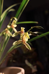 建兰小桃红夏天开花夏季带花苞出售裸根发货老爸的花圃值得信赖