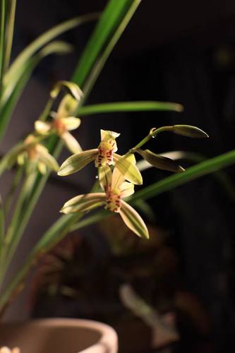 建兰小桃红夏天开花夏季带花苞出售裸根发货老爸的花圃值得信赖