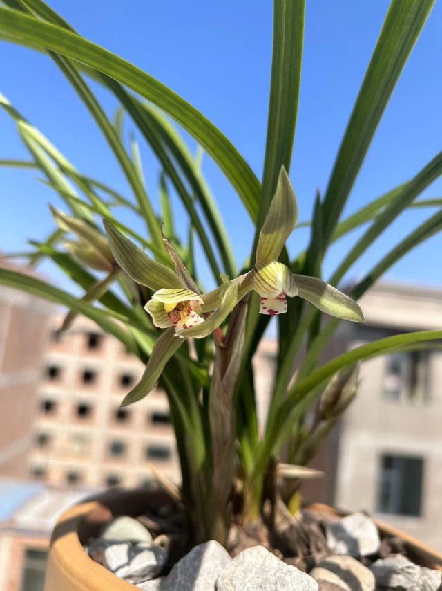 春剑传统花卉兰花绿植盆栽老爸的花圃值得信赖