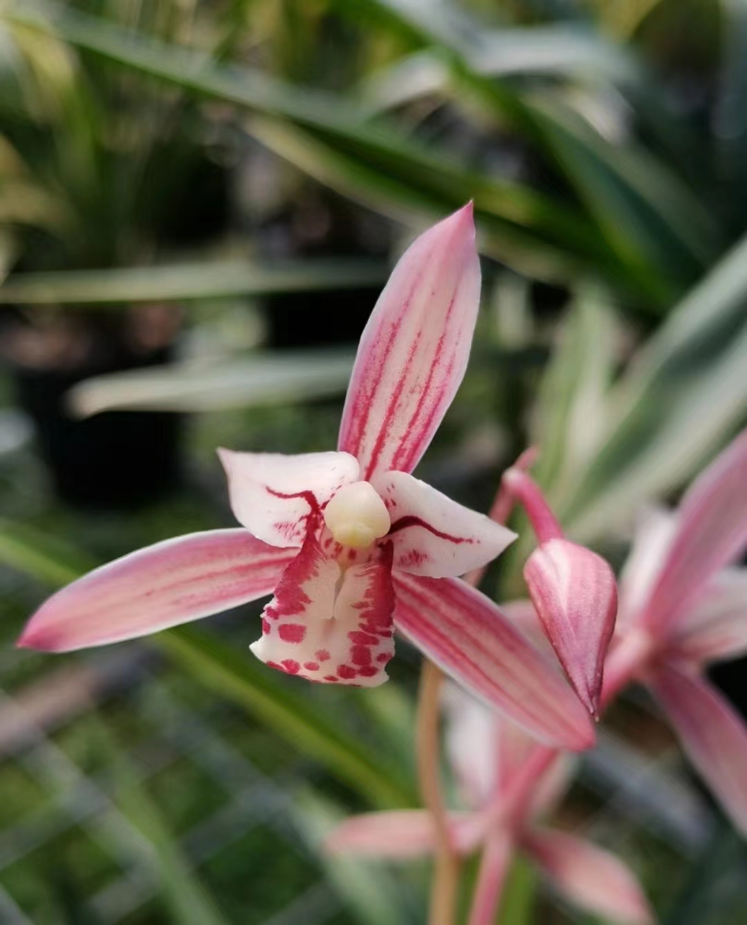 建兰老品种市长红 花红芽红夏季带花苞出售传统兰花卉老爸的花圃