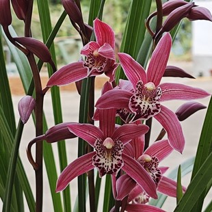 年宵花台北小姐花香浓郁红花兰花绿植盆栽