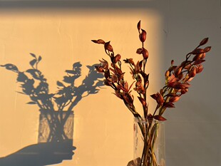 【剩手国兰】兰花鲜切花 花香浓郁 花期超长 严格把控品质