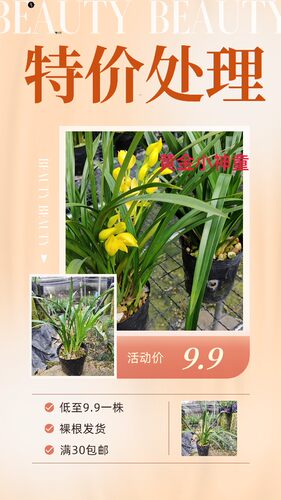 特价处理 黄金小神童 芭蕾舞台北等兰花国兰 老爸的花圃满30包邮