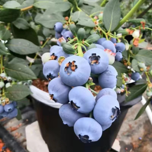 限量购，捡漏一颗