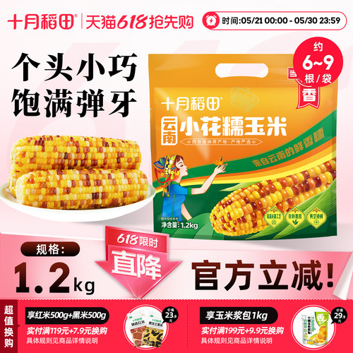 十月稻田云南小花糯玉米
