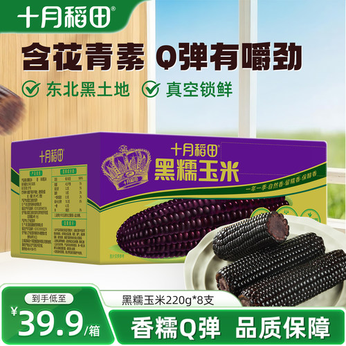 十月稻田东北黑玉米苞谷软糯甘甜大棒花青素清香真空新鲜食品早餐 - 封面