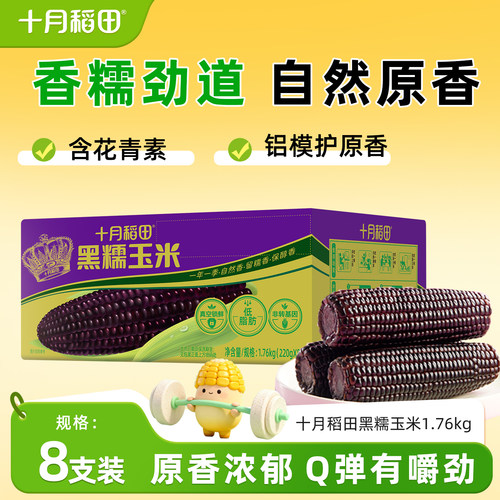 十月稻田玉米囤货装黄糯黑糯白糯