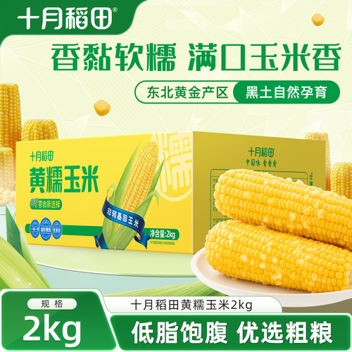 十月稻田爆款黄糯玉米