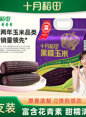 十月稻田黑糯玉米220gx8根黄糯白糯大棒东北苞米粘糯新鲜官方真空