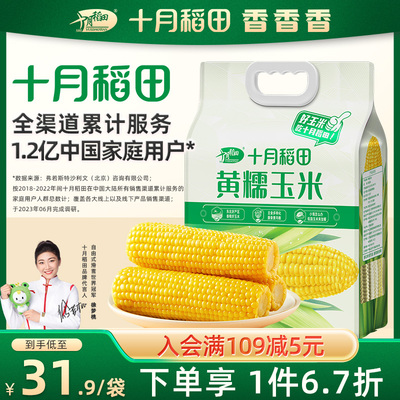 十月稻田黄糯玉米低脂粘黏软新鲜苞米东北真空装包装袋220gx8根