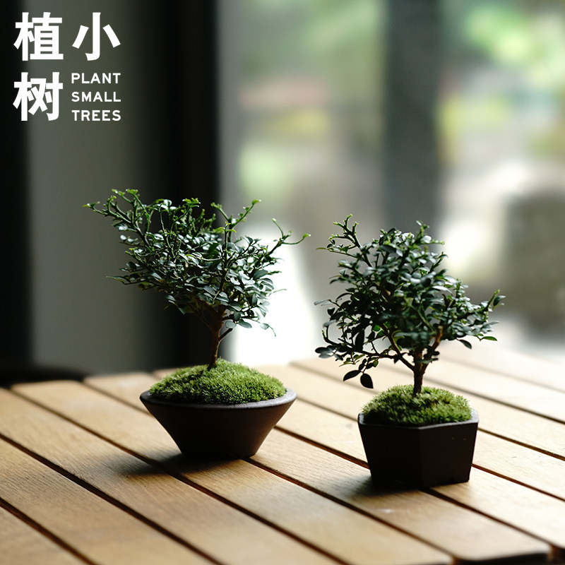 植小树 达摩小叶九里香  老桩迷你小叶盆栽常青绿植桌面盆栽