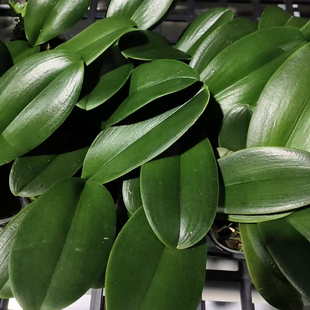 蝴蝶兰花后苗带瑕疵