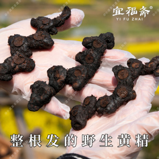 纯野生多花黄精 整根发货古法九蒸九晒黄精 即食送礼 罐装