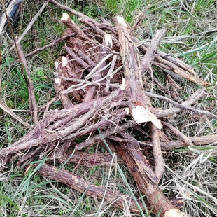 农家新鲜杉木根头杉树根头泡杉根 杉树头杉树皮果 杉树果晒干