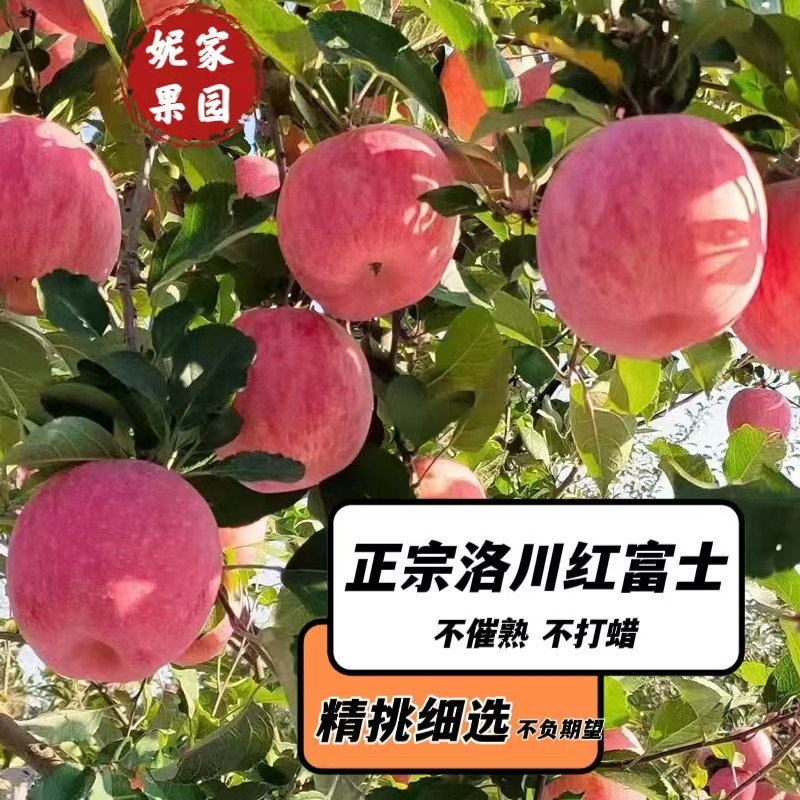 高原种植一级洛川红富士脆甜苹果