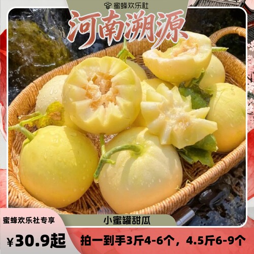 【河南溯源专场】山东蜜罐甜瓜小蜜蜂甜香瓜星甜20蜜瓜