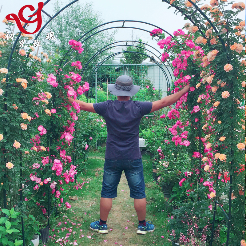 初见玫瑰园拱门花架铁艺户外爬藤架月季铁线莲爬藤拱门花架爬藤架