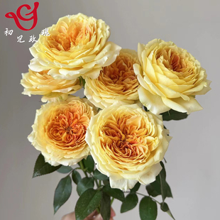 龙游初见玫瑰园 切花月季焦糖古董浓香大花黄色欧月嫁接盆栽大苗