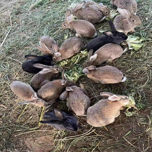 生态散养兔活物大型肉兔种兔比利时公母家养食用1斤活体兔子兔苗