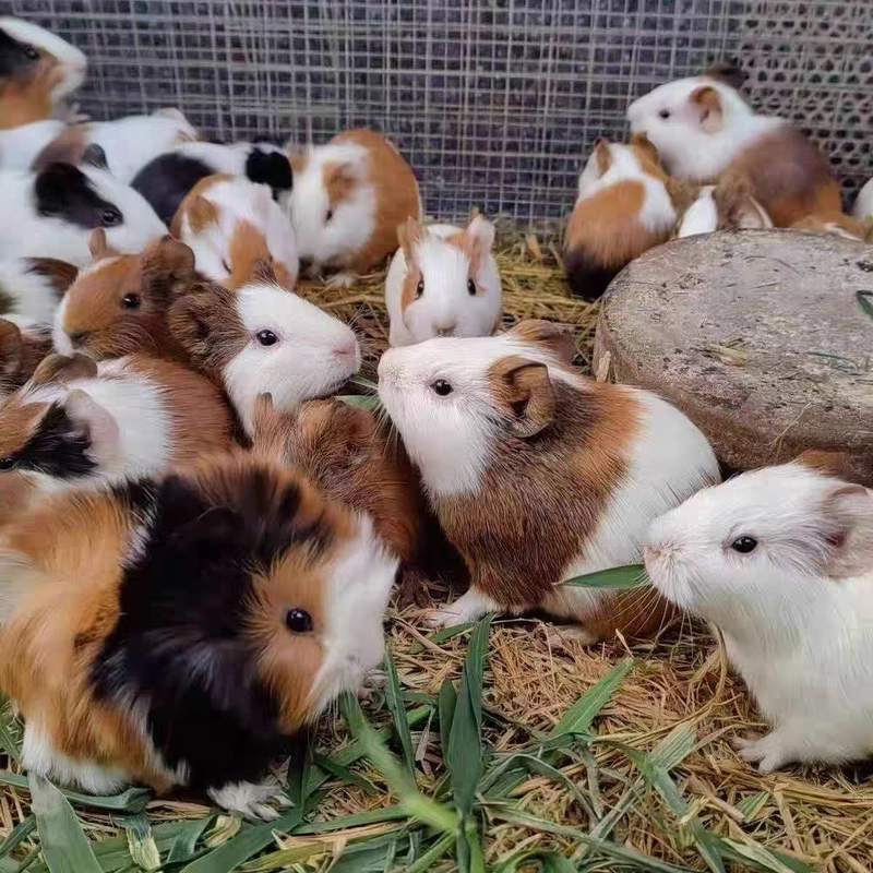 1斤豚鼠活体成年荷兰猪活物宠物青年可食用荷兰兔加州猪家养彩豚