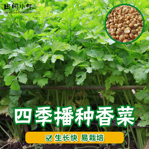 四季种植香菜种子香菜籽