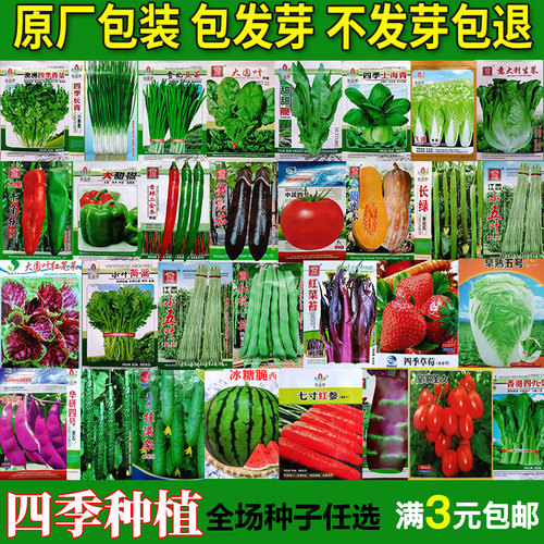 蔬菜瓜果种子黄瓜番茄籽四季种植