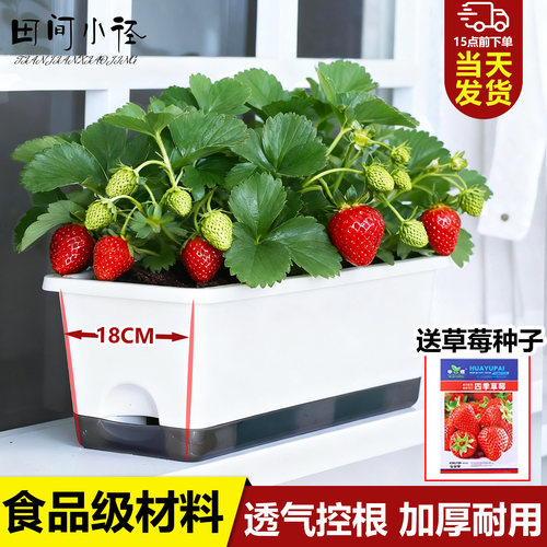 阳台种菜盆种菜专用盆草莓盆栽长方形蔬菜种植盆户外塑料花盆加厚