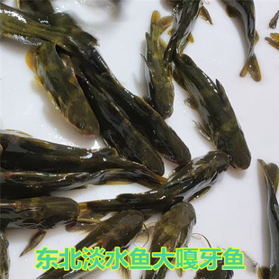 东北松花江嘎牙鱼淡水鱼冷水大嘎牙鱼8斤【每斤5条以上】新鲜冷冻