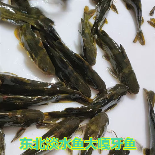 松花江大嘎牙鱼冷水鱼淡水鱼