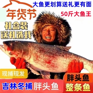胖头鱼吉林松原淡水湖鱼查干宏广胖头鱼15-16冬捕鱼胖头鱼连鳙鱼